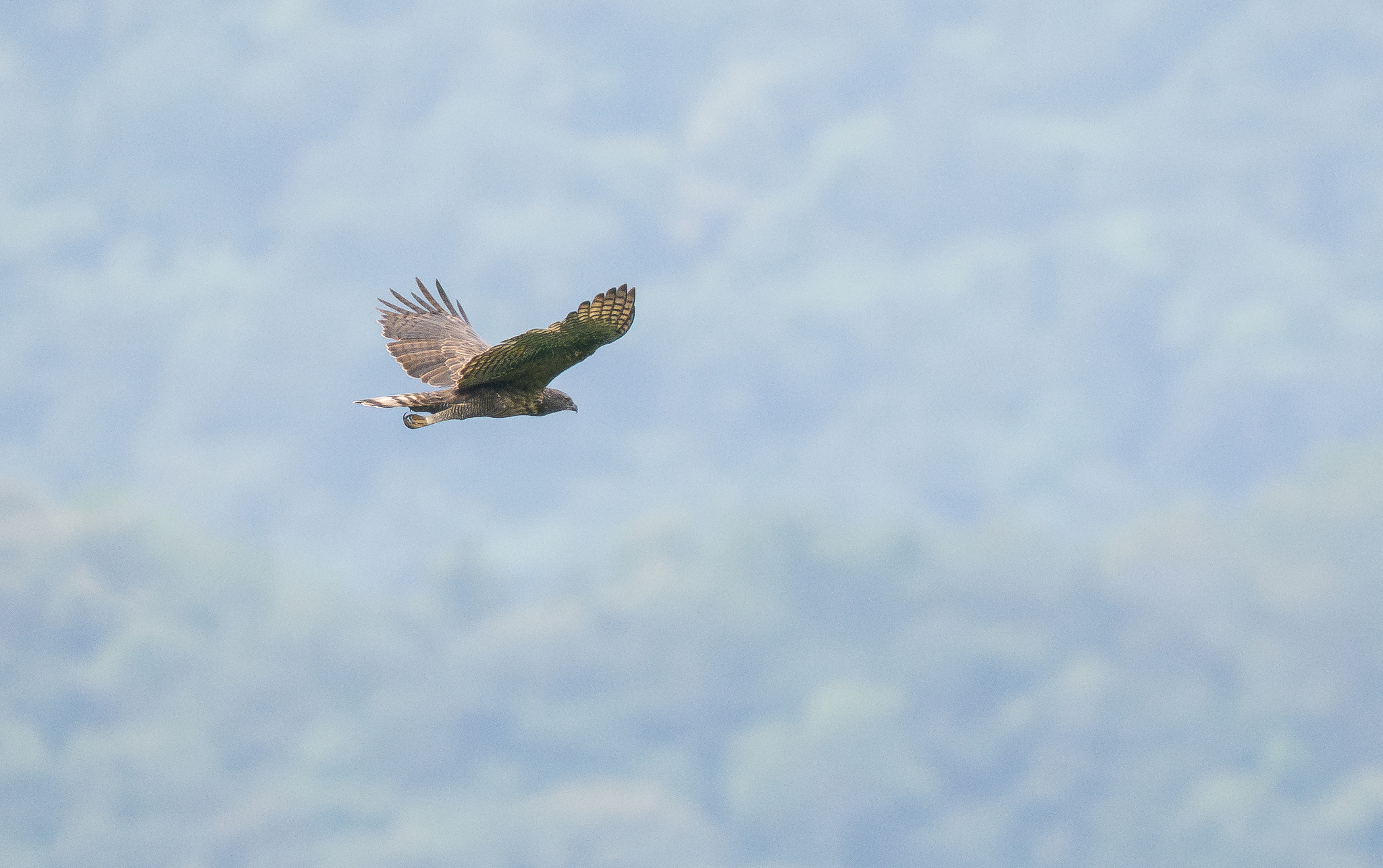 Philippine Hawk-Eagle (Nisaetus philippensis), photo 2