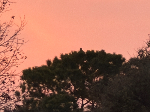 View observation of {o.common_name} on iNaturalist