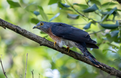 Philippine Hawk-Cuckoo (Hierococcyx pectoralis), photo 3
