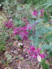 Salvia iodantha