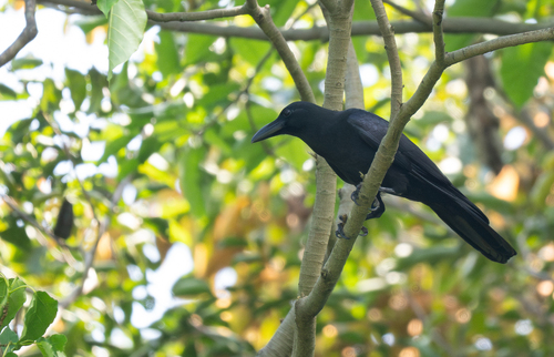 Philippine Jungle Crow (Corvus philippinus), photo 3