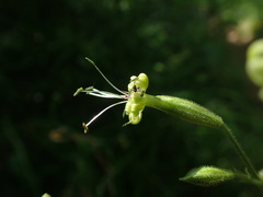 Silene nutans nutans