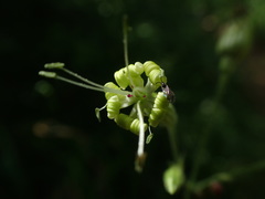 Silene nutans nutans