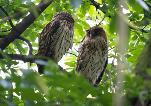 Philippine Eagle-Owl (Ketupa philippensis), photo 10