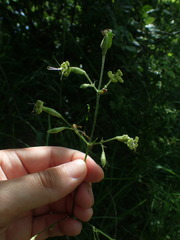 Silene nutans nutans