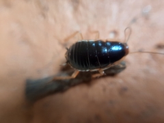 Blattodea