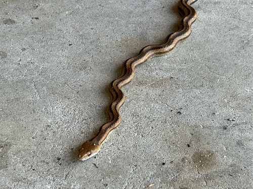 Eastern Ratsnake observed by hmartin231