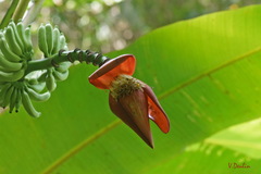 Musa acuminata malaccensis
