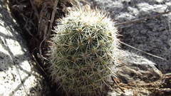 Mammillaria phitauiana