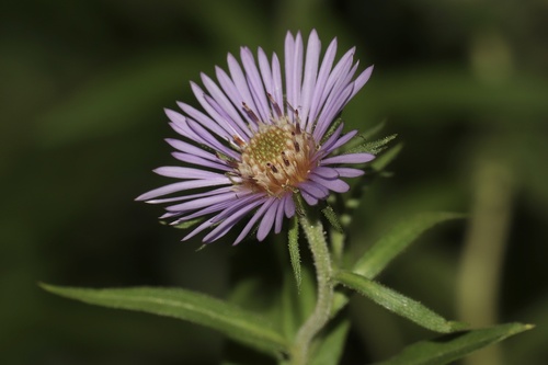 Great Northern Aster (Canadanthus modestus)