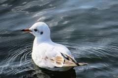 Chroicocephalus ridibundus