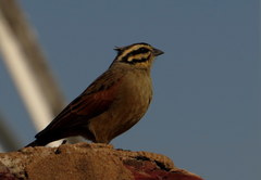 Emberiza capensis limpopoensis