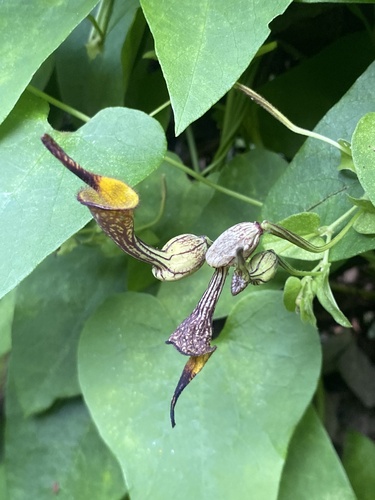 Aristolochia anguicida, 2026-01-09