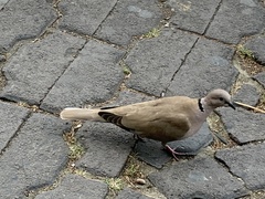 Streptopelia decaocto