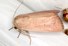 Leucania abdominalis