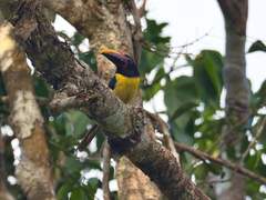 Pteroglossus viridis