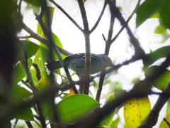 Thamnophilus punctatus