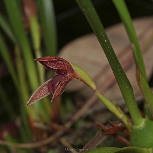 Maxillaria meleagris, photograph 2