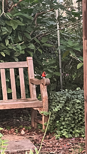 Northern Cardinal