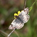 White-Skippers - Photo (c) Andrea Kreuzhage, some rights reserved (CC BY-NC), uploaded by Andrea Kreuzhage