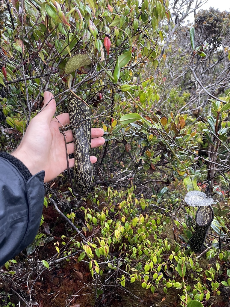 Nepenthes nigra (Nepenthes nigra)