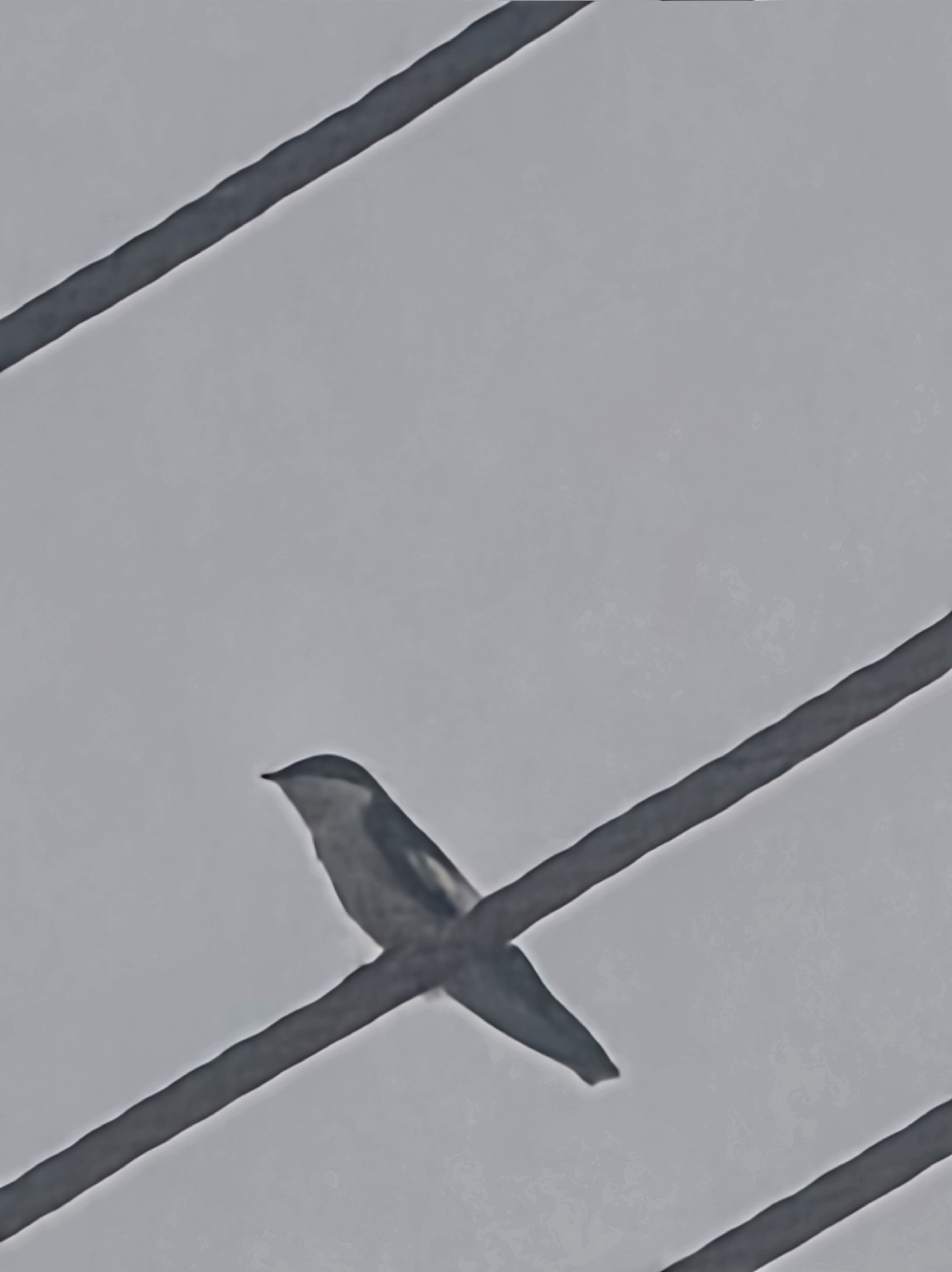 White-winged Swallow (Tachycineta albiventer), photo 5