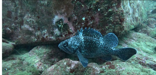Banded rockfish (Sebastes zonatus) — Sebastidae