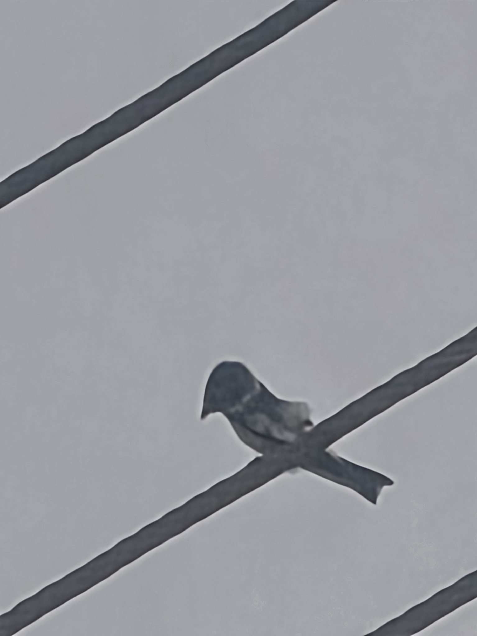 White-winged Swallow (Tachycineta albiventer), photo 6