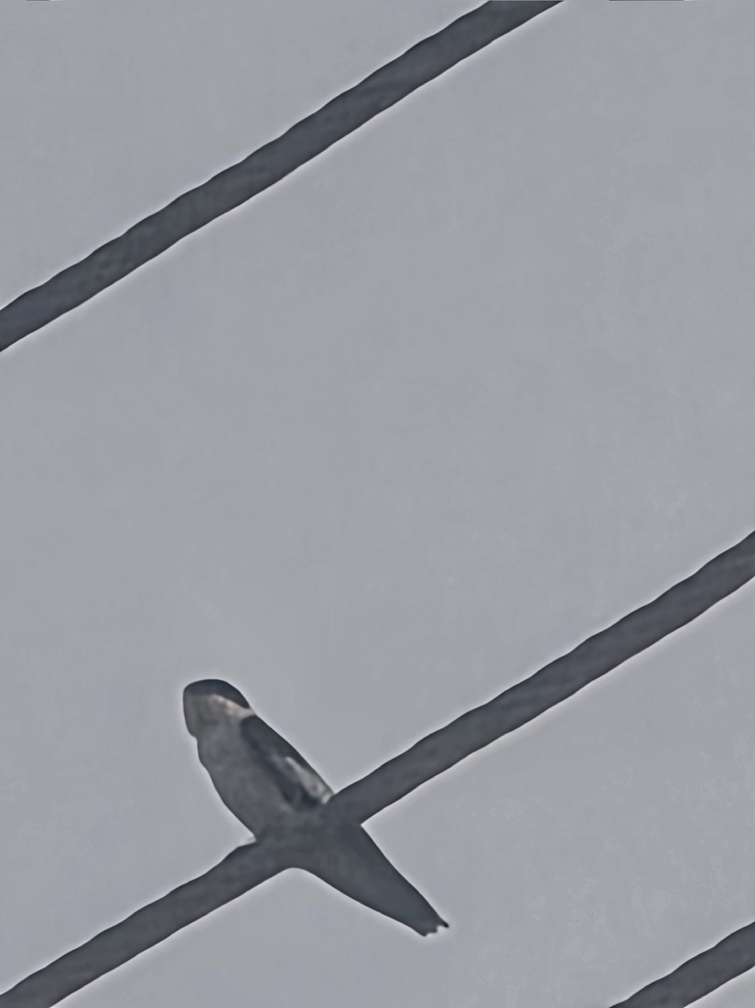 White-winged Swallow (Tachycineta albiventer), photo 7