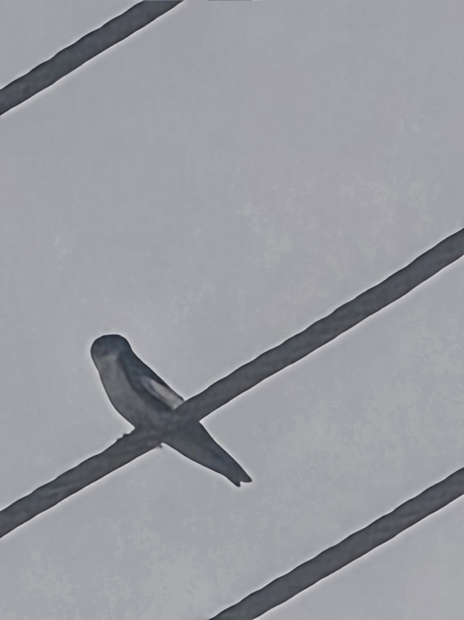 White-winged Swallow (Tachycineta albiventer), photo 8