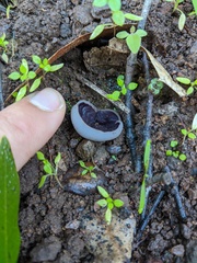 Daleomyces petersii