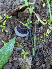 Daleomyces petersii