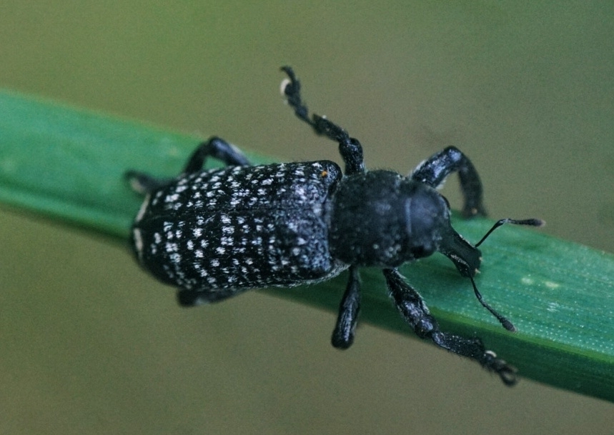 Nothofagius australis
