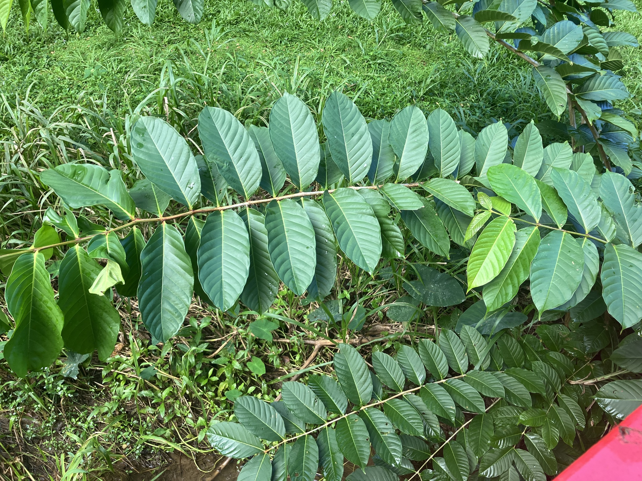 Árbol de Júpiter