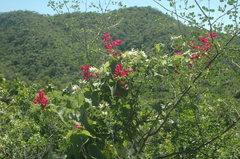 Polystemma cordifolium