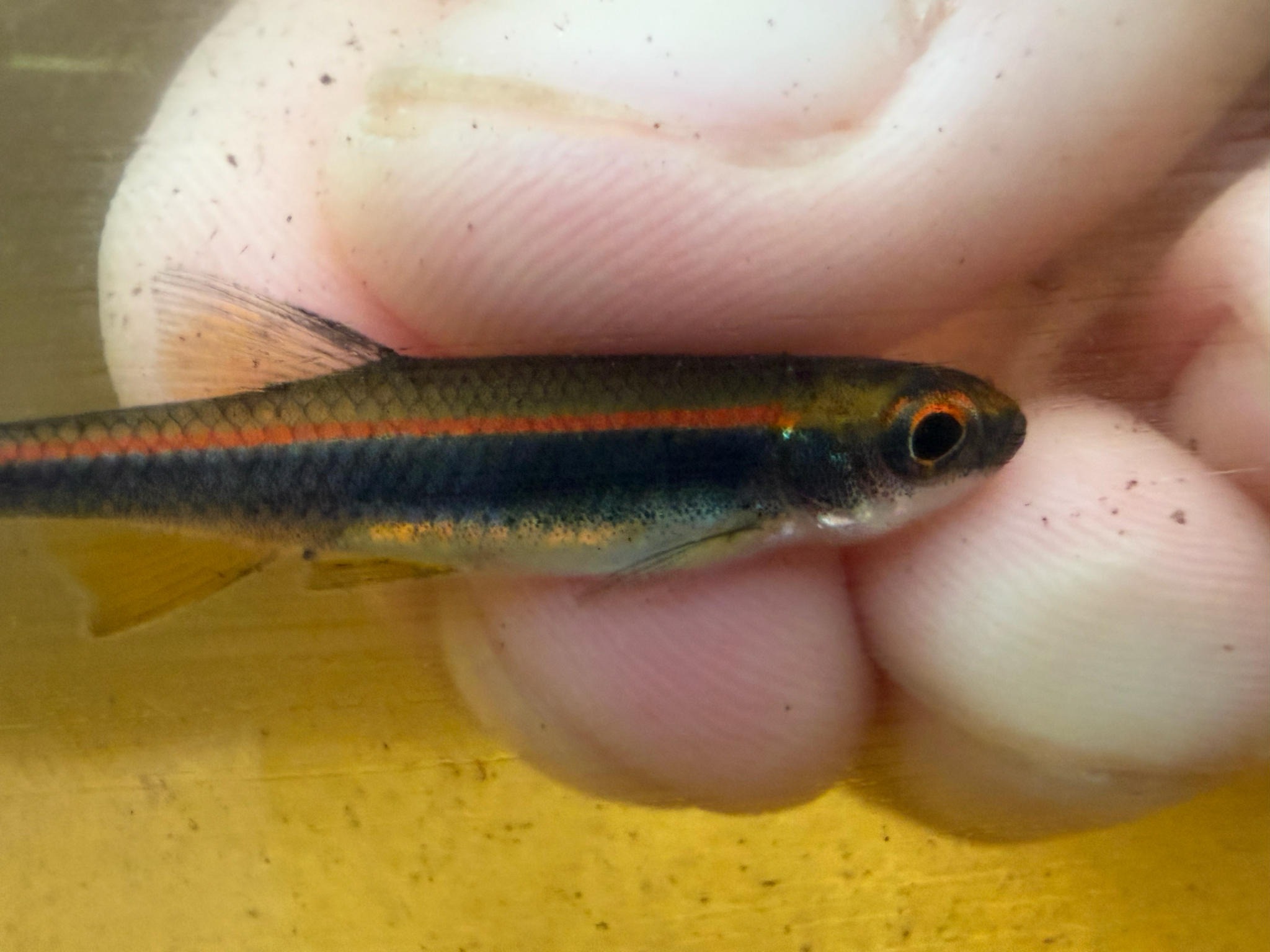 Apalachee Shiner photo 8