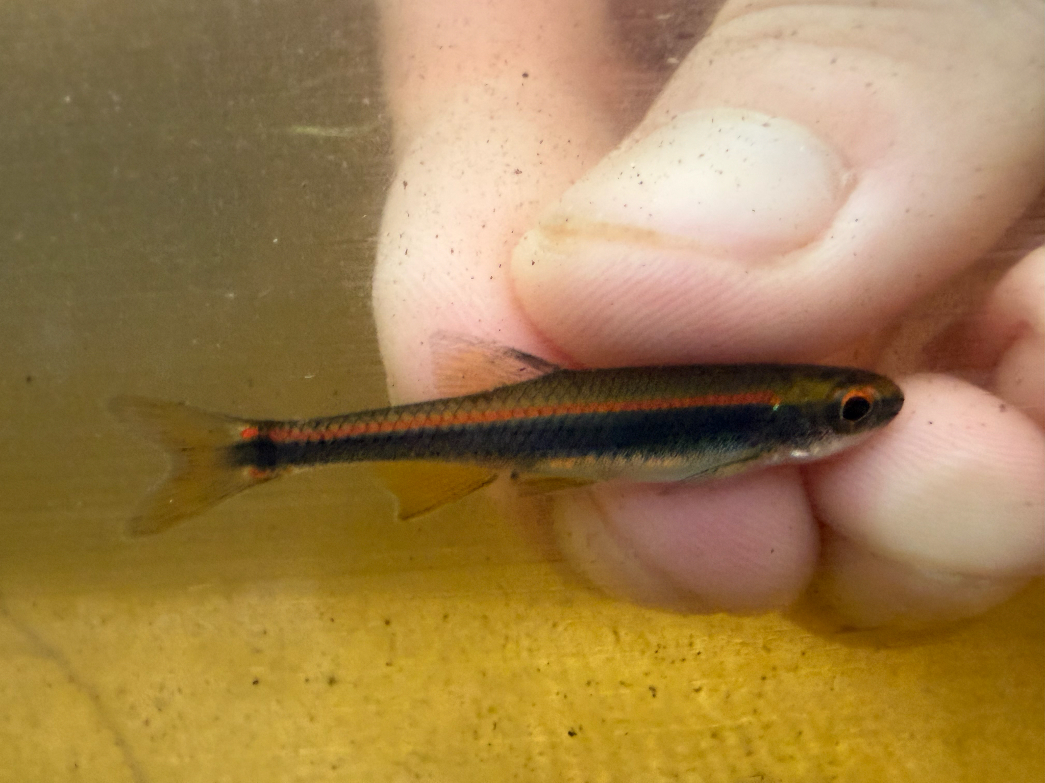 Apalachee Shiner photo 7
