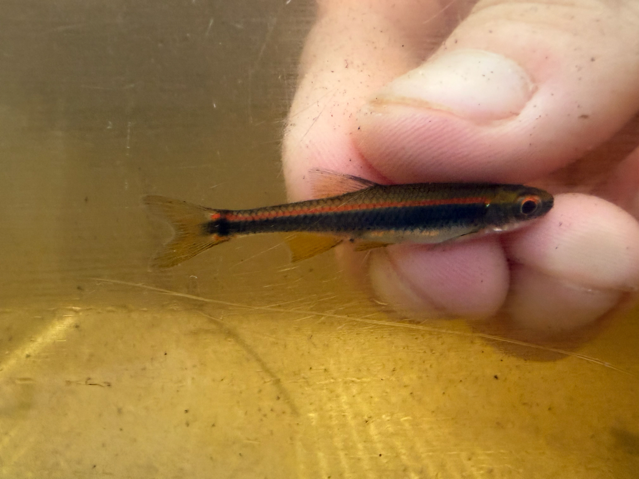 Apalachee Shiner photo 6