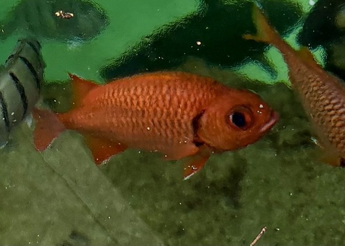 Bigscale soldier (Myripristis berndti) — Holocentridae