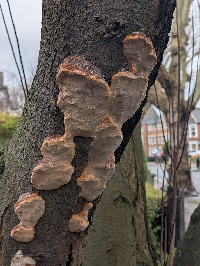 Phellinus pomaceus · January 2026 · photo: © pilmar (iNaturalist, cc0)