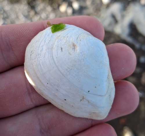 Austromacoma constricta observed 2026-01-09