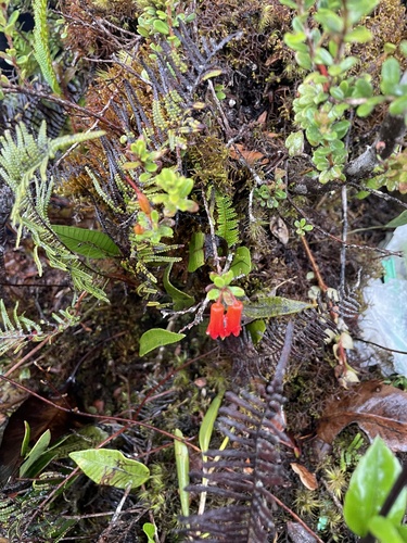 Rhododendron quadrasianum observed 2026-01-05