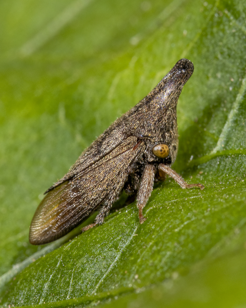 Aconophorini