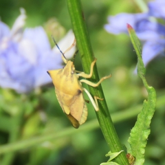 Carpocoris fuscispinus