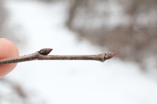 American elm (Ulmus americana)