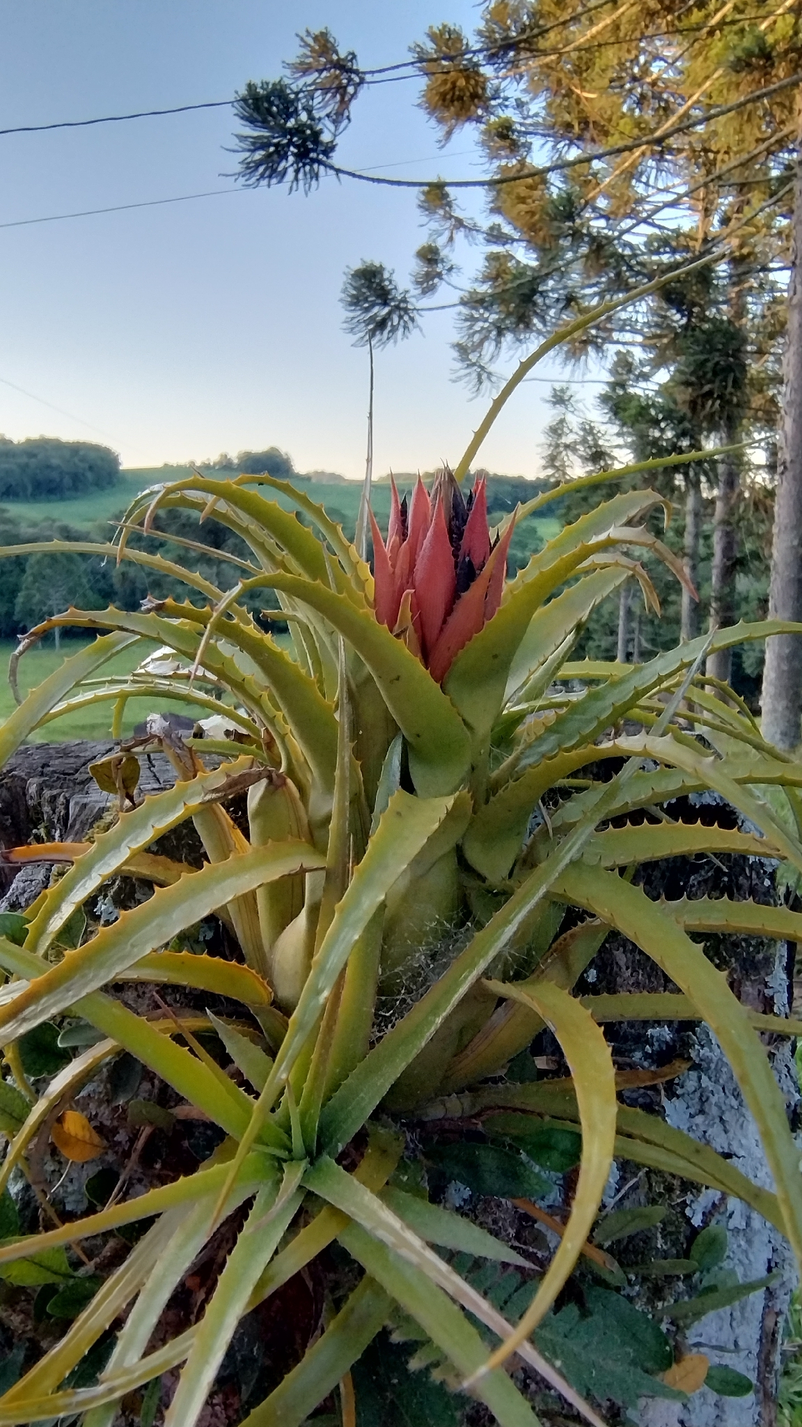Aechmea recurvata