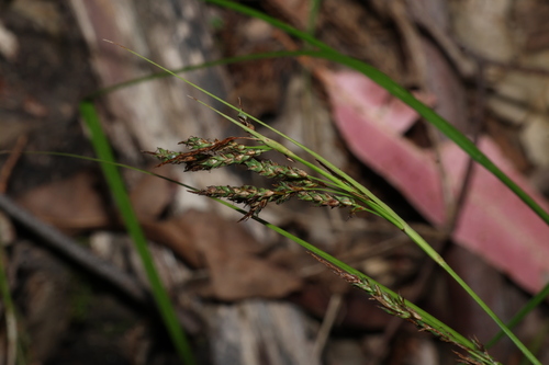 Carex brunnea iNat (1)