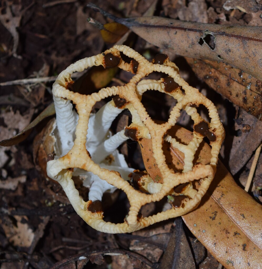 Clathrus chrysomycelinus · January 2026 · photo: © davidwhyte (iNaturalist, cc-by-sa)