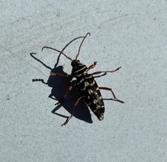 Placosternus difficilis