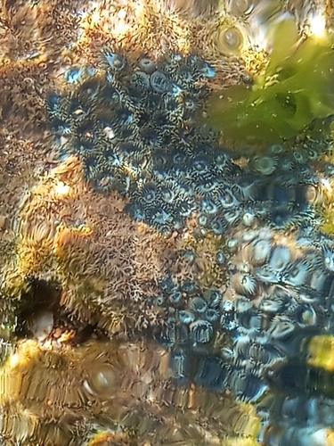 Photo of Pretty zoanthid (Zoanthus pulchellus)